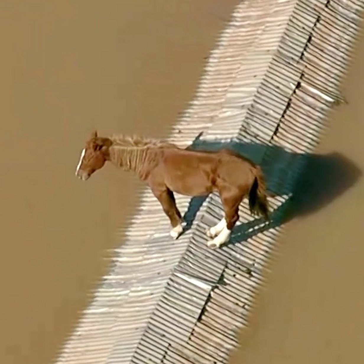 Horse stranded on rooftop and airport floods in Brazil