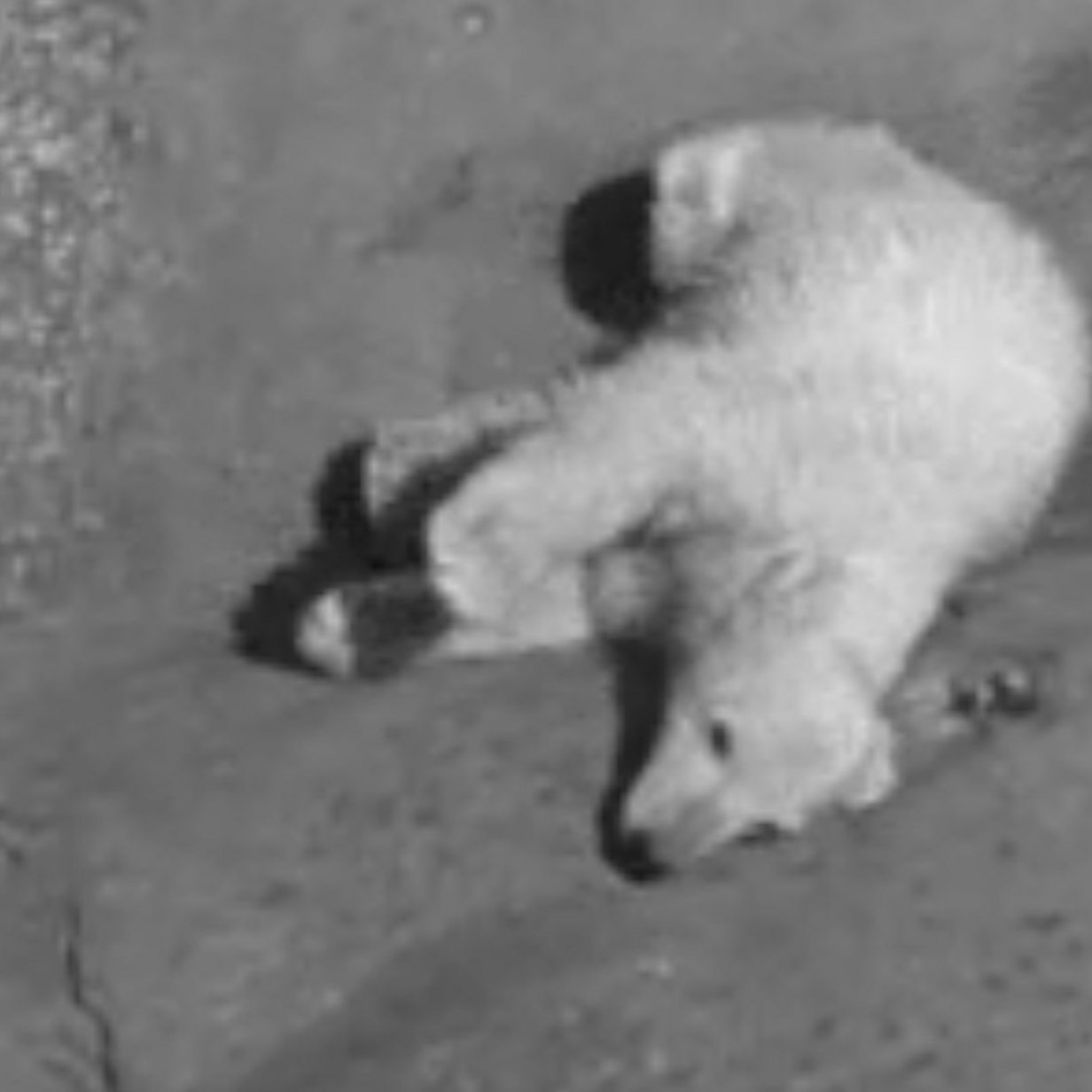 Archive video shows UK's first polar bear twins at Whipsnade Zoo