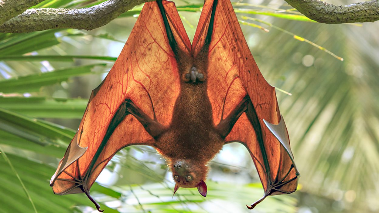 BBC Learning English News Report