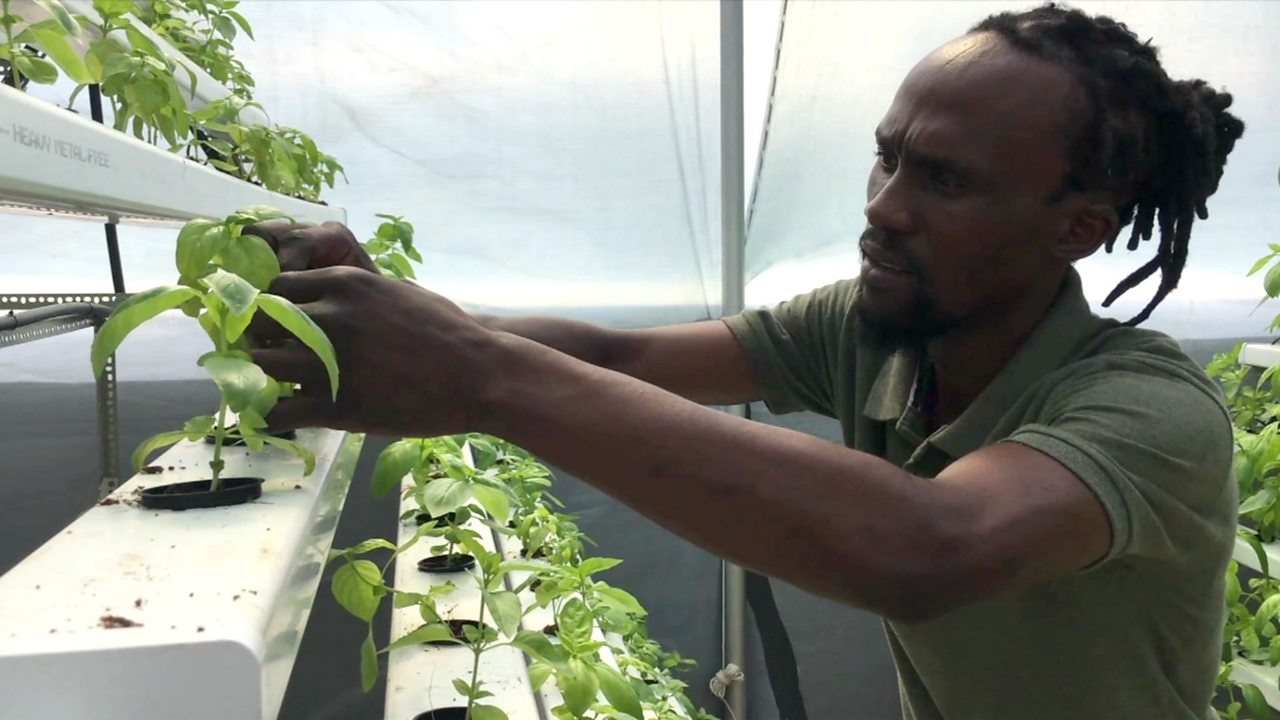 Johannesburg's rooftop farmer