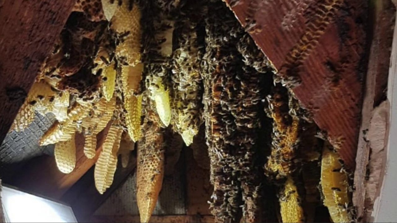 Pest Control on Flipboard Bees, Investing, Science