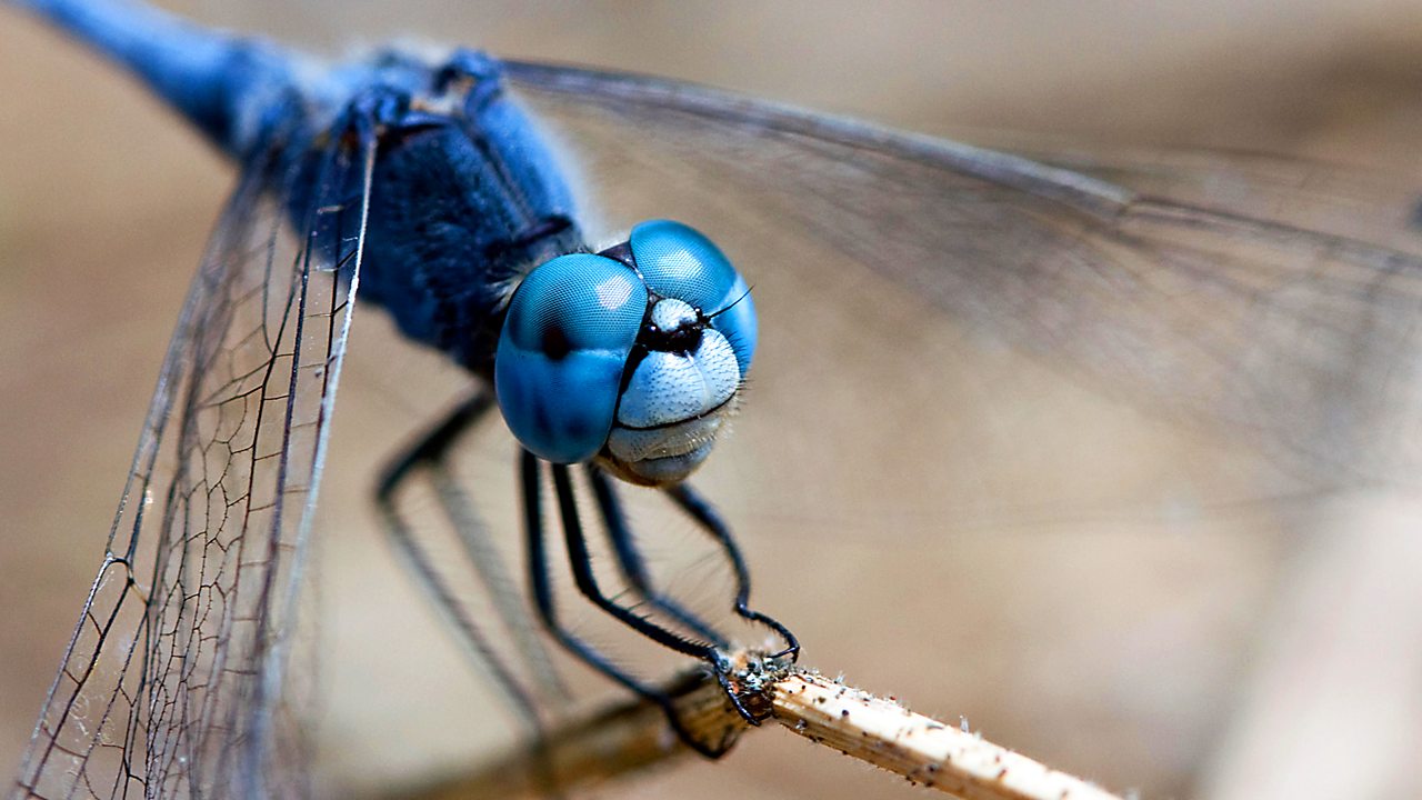 Dragonflies see the world in slow motion