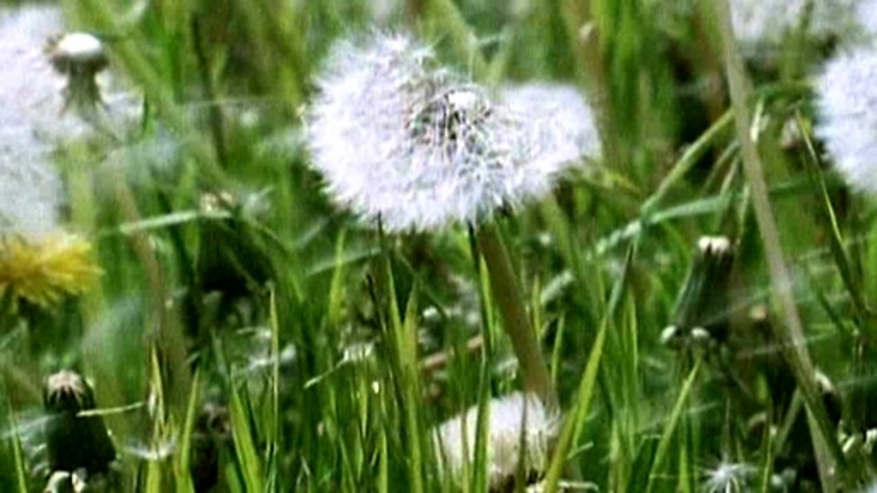 The life cycle and inhabitants of an oak tree BBC Teach