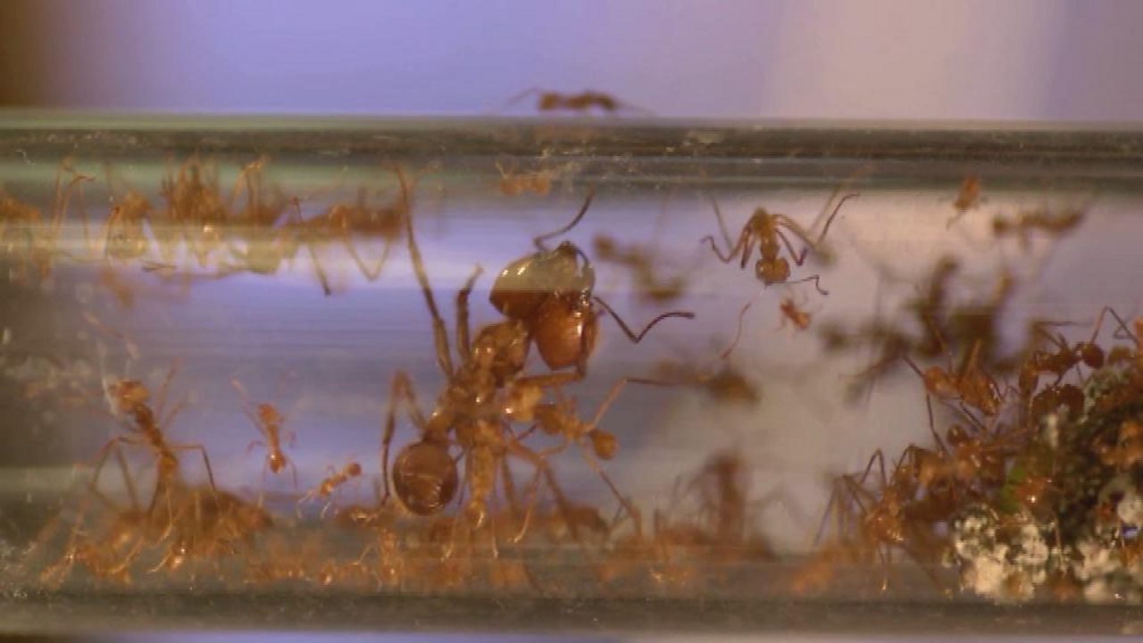 Why are ants different sizes?