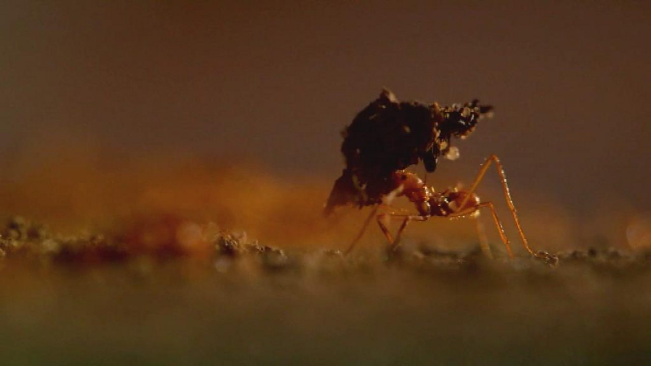 Inside an ant colony