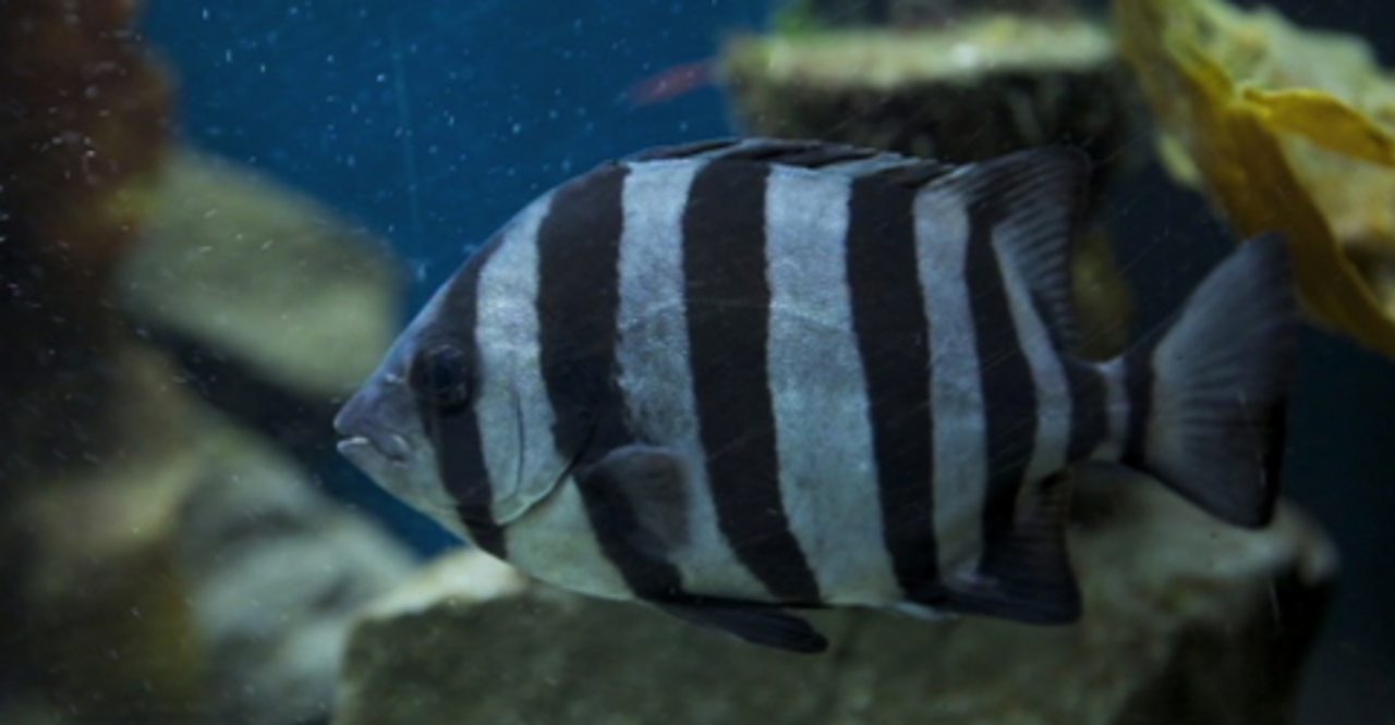 A striped beak fish