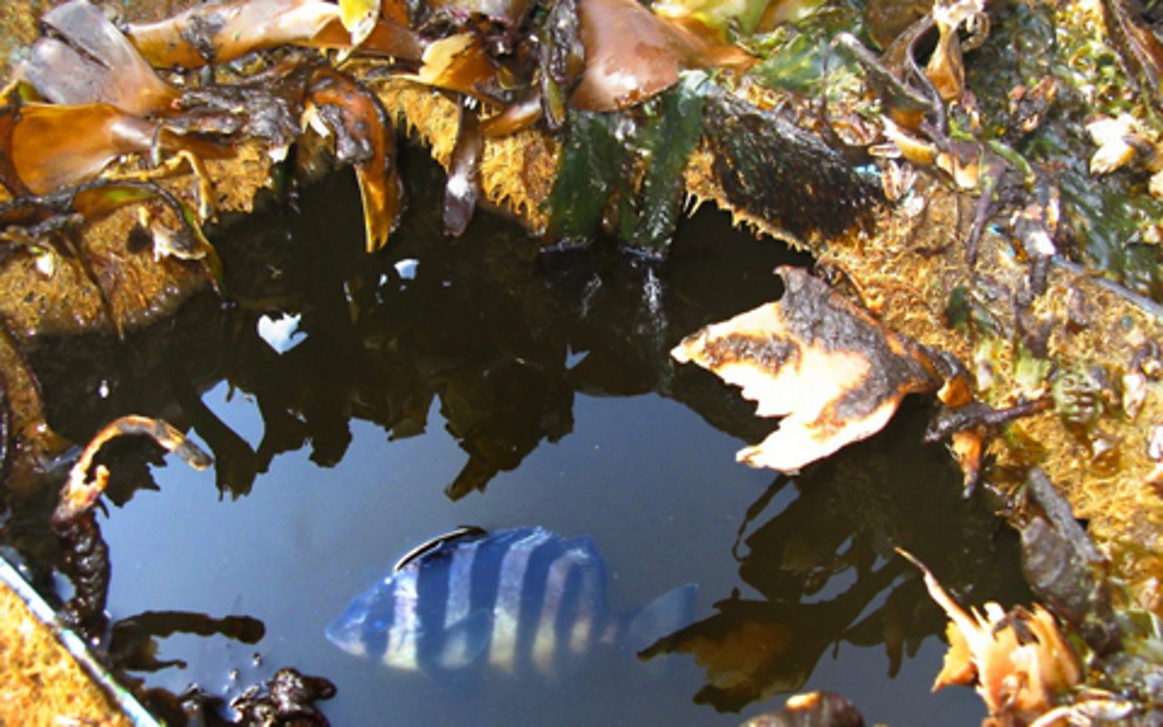 The striped beak fish in a boat