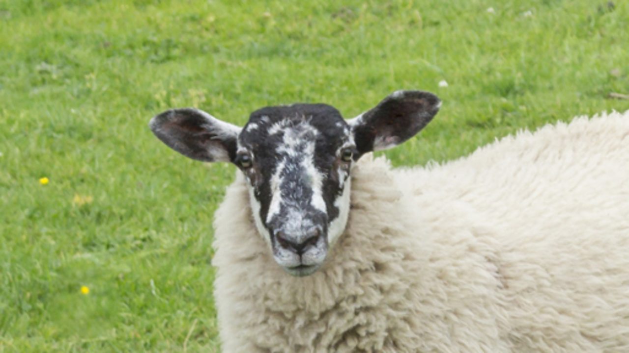 A sheep in a field