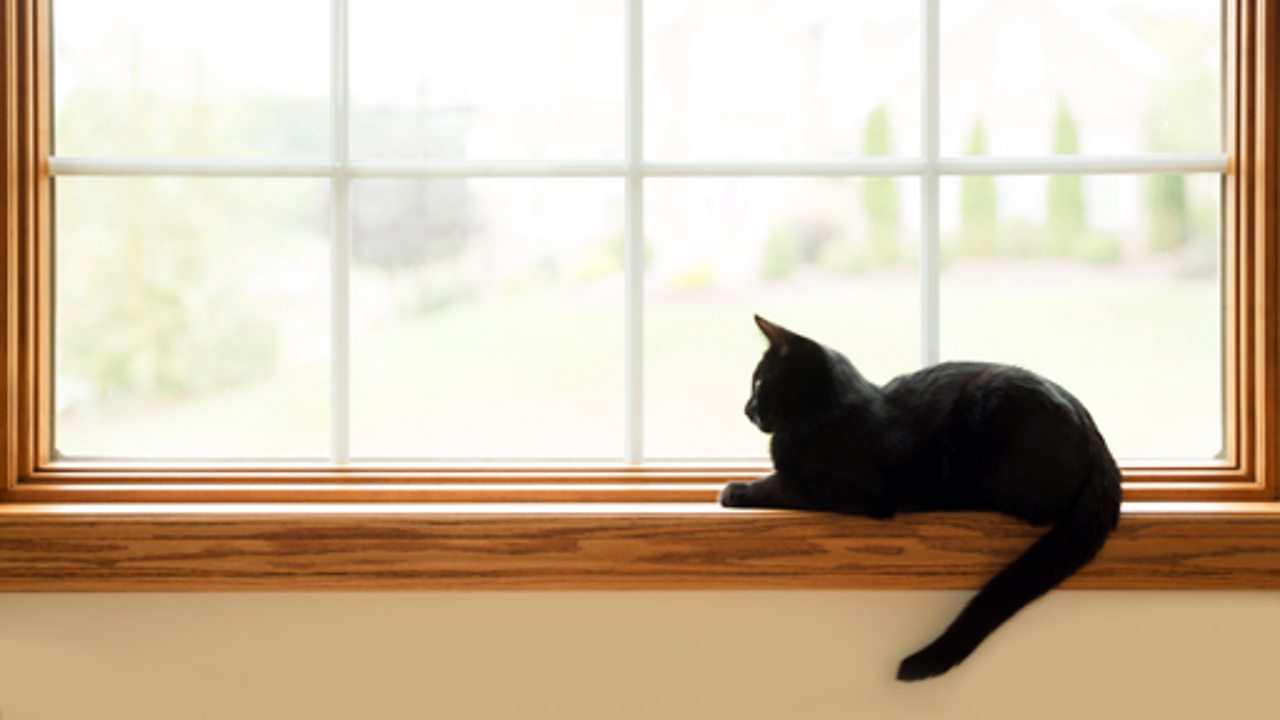 A cat sat on a windowsill