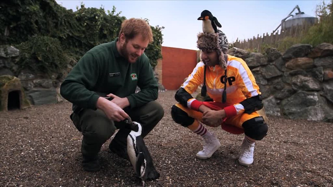 Science KS1 / KS2: Identifying animals as birds, reptiles or mammals