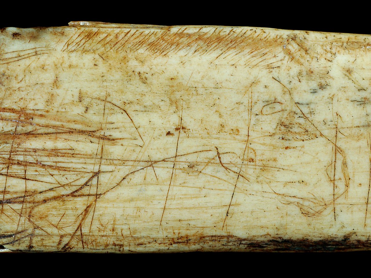 An engraved antler bone, depicting a horse, found in the Magdalenian, Robin Hood Cave