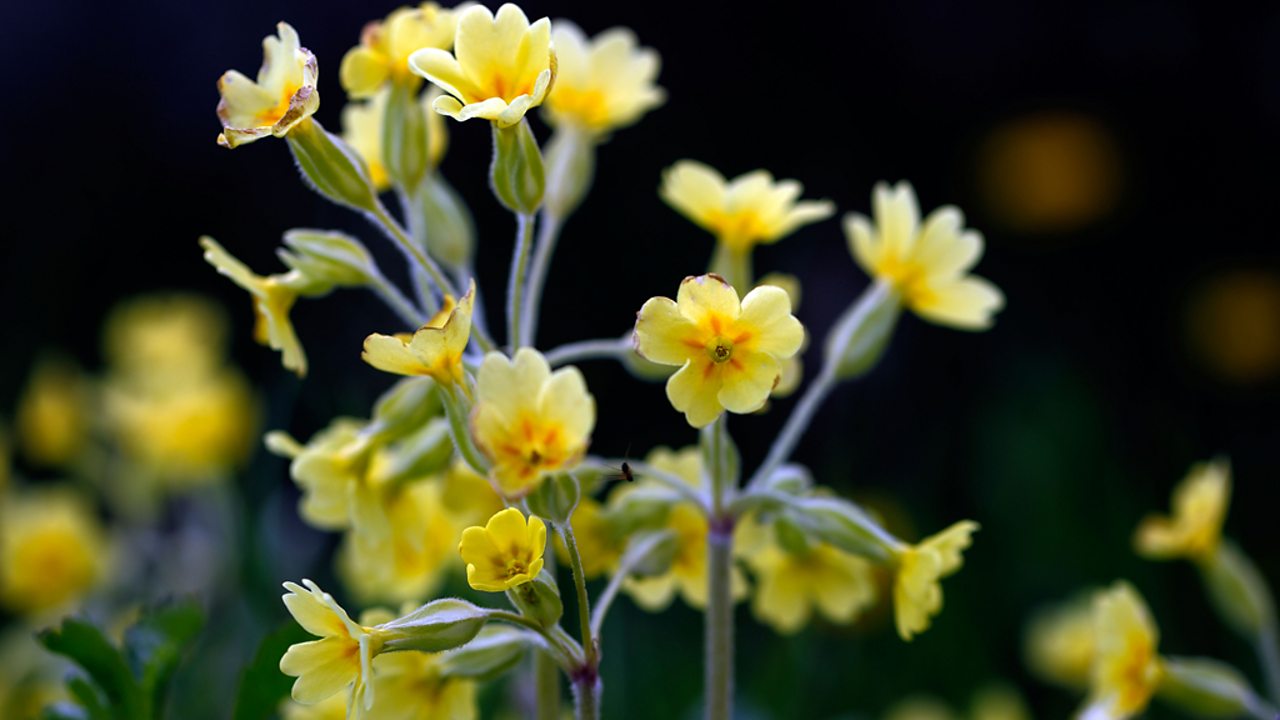 The oxlip flower