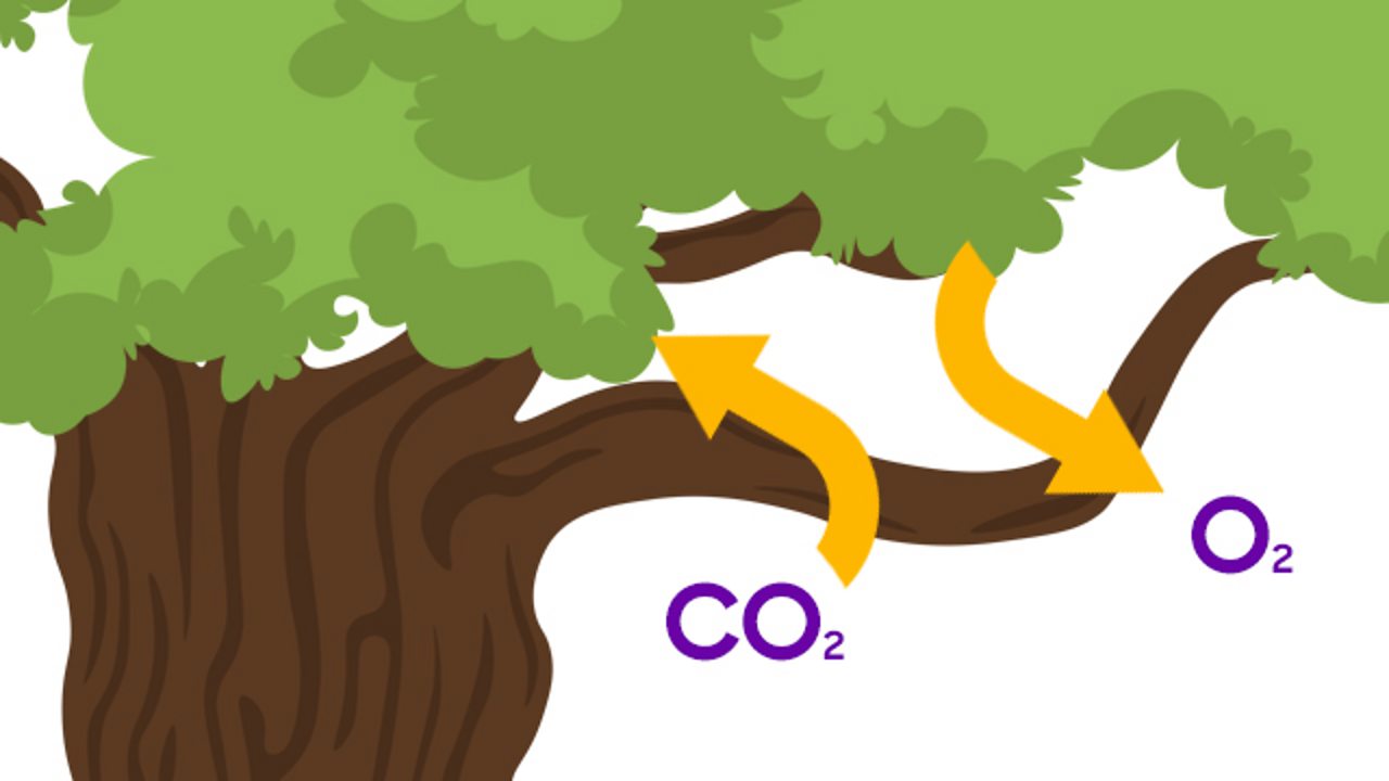 Trees Take In Carbon Dioxide And Release Oxygen at Lottie Narvaez blog