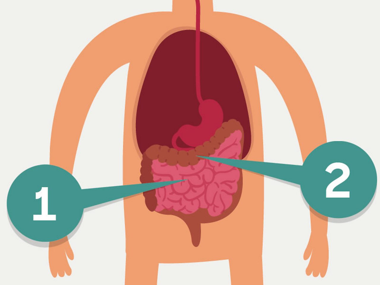 What Happens To The Food Inside The Small Intestine