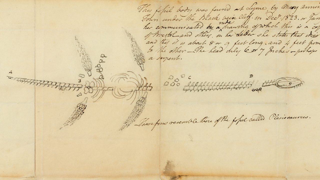 Drawing of fossil from Mary Anning