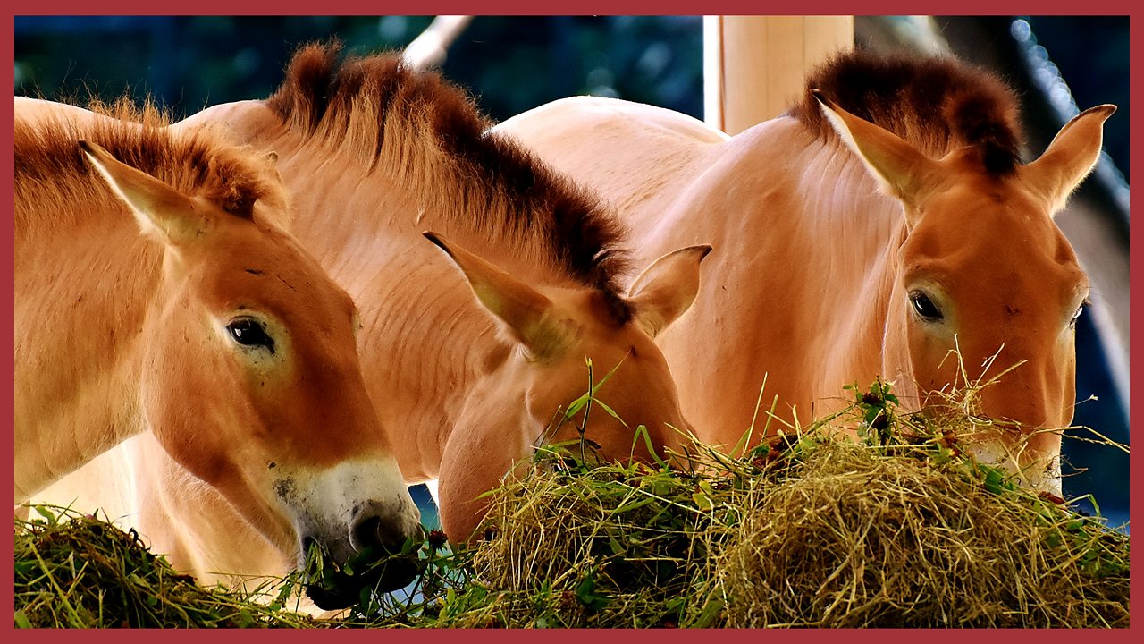 Horses enjoying a meal of hay
