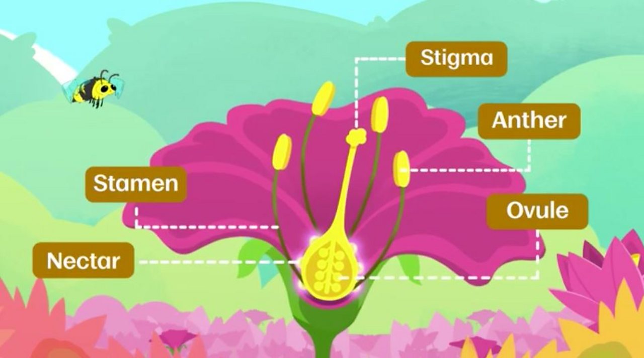 How do flowering plants reproduce? BBC Bitesize