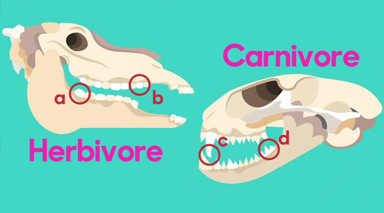 Why do animals have different teeth? BBC Bitesize