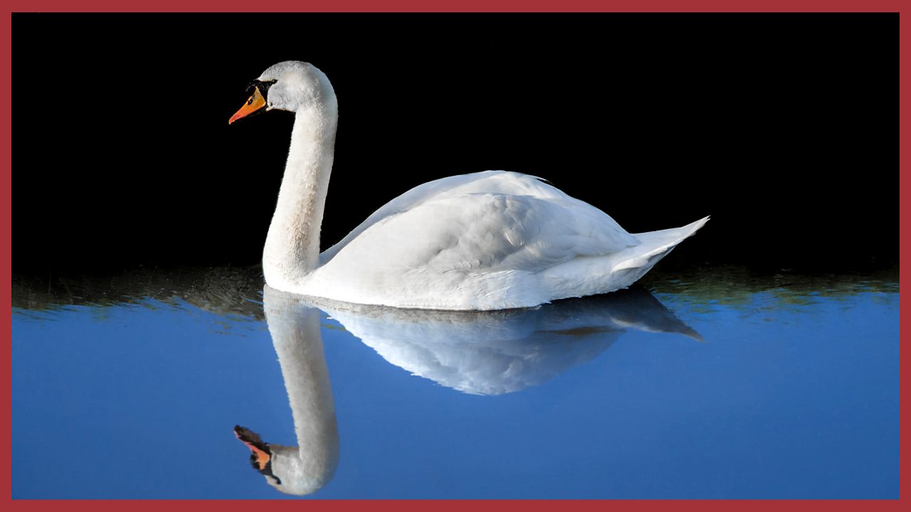 Picture of a swan
