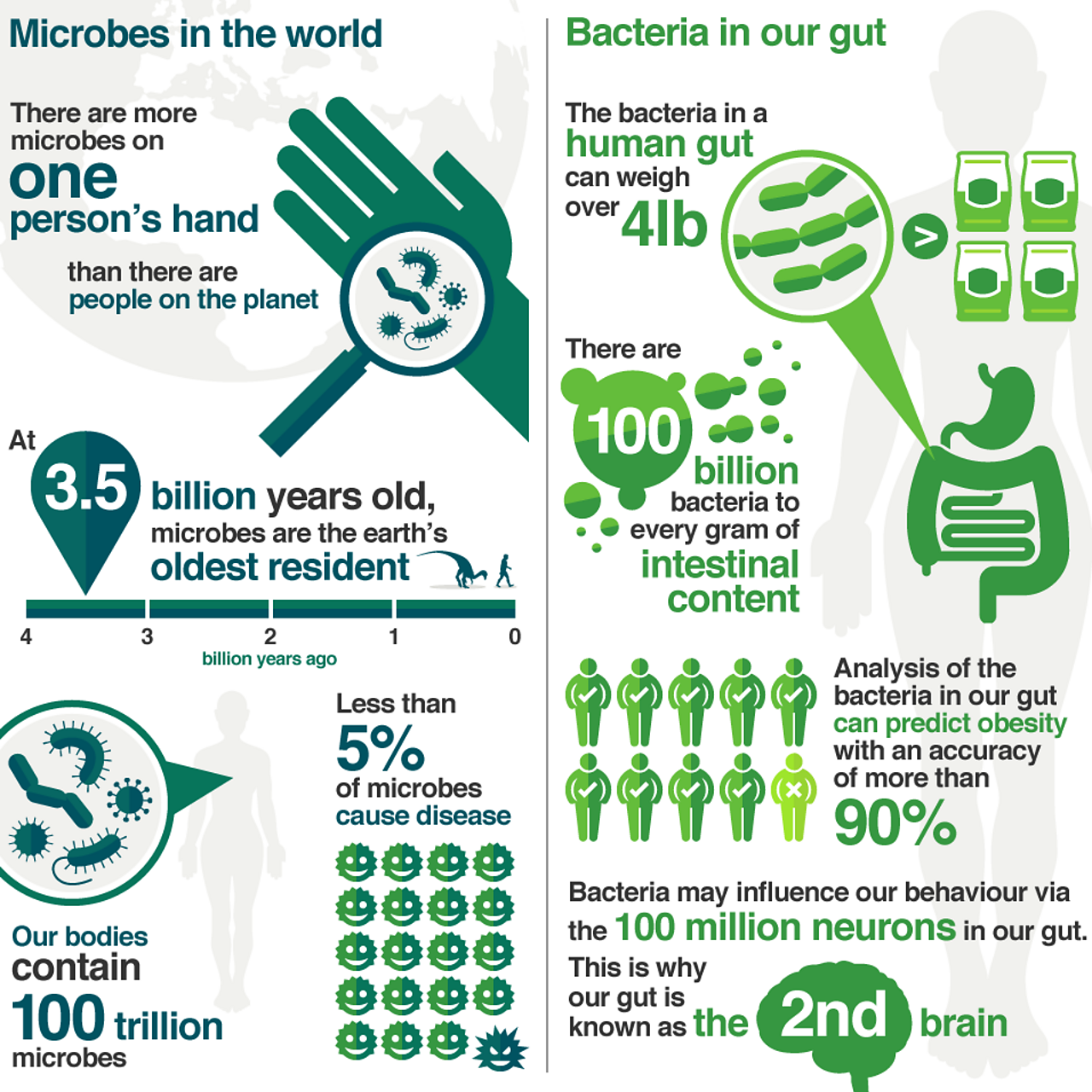 What Should I Eat For A Healthy Gut BBC Food