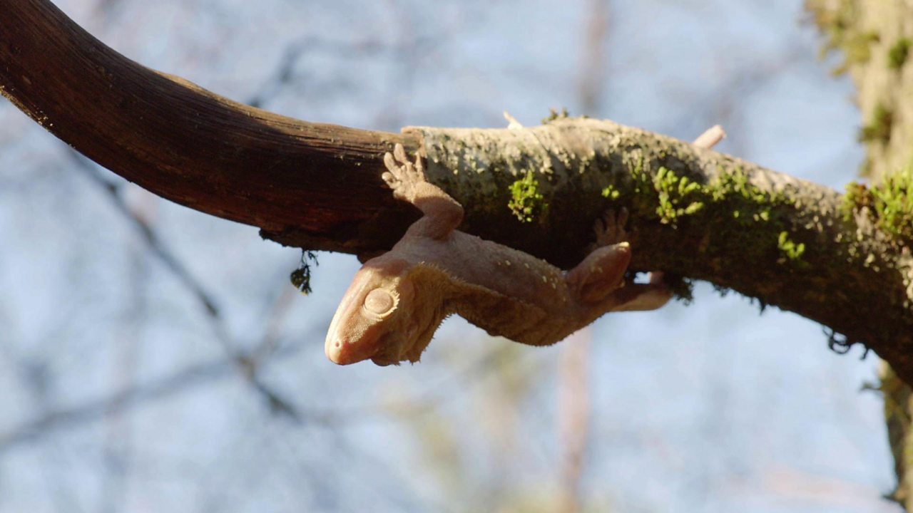 What makes gecko lizards such good climbers?