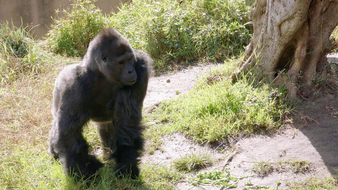 Can technology help a human match the super-strength of a gorilla?