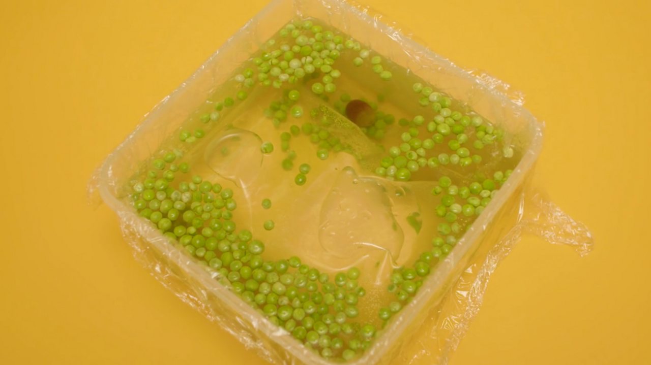 How To Make A Model Plant Cell Bbc Bitesize