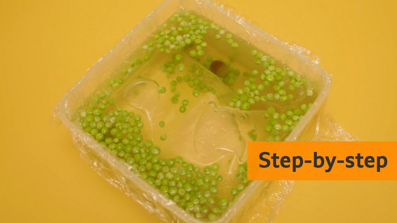 3d plant cell model project ideas