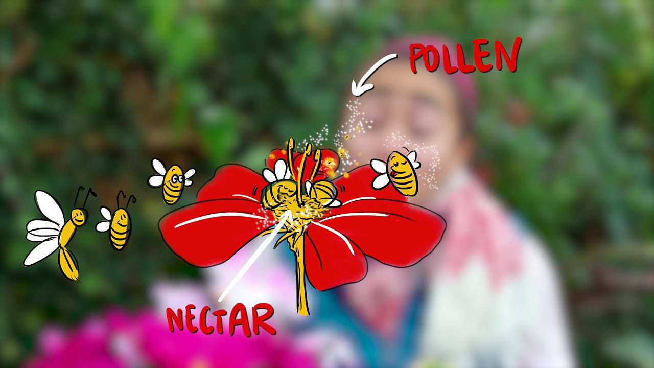 What is pollination and how does it work?