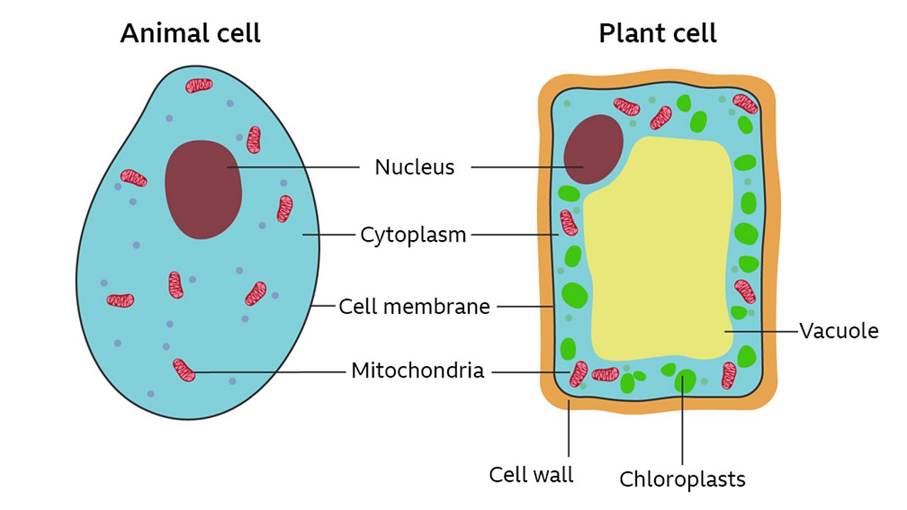 Animal And Plant Cells Bbc Bitesize Ks4 - Cell structure - Edexcel