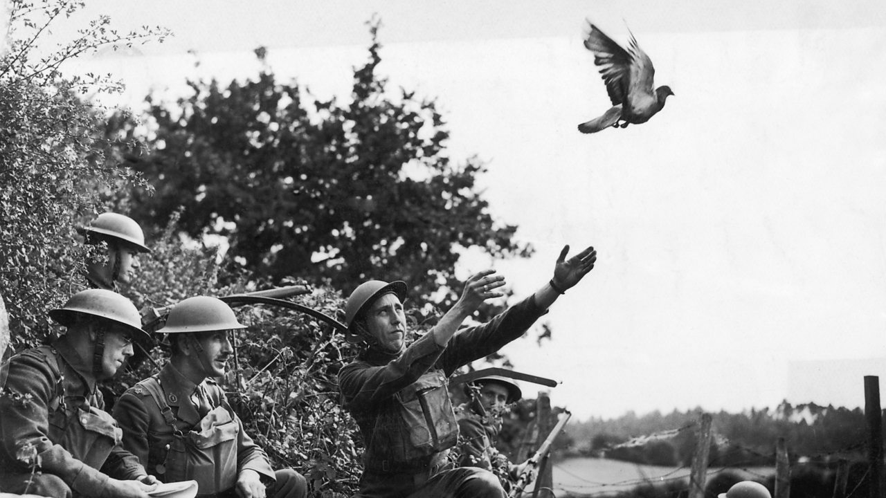 A carrier pigeon released by soldiers during World War One