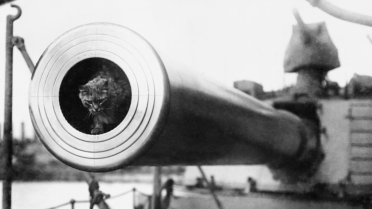 Togo the battleship cat sitting inside a canon on board HMS Irresistible during World War One