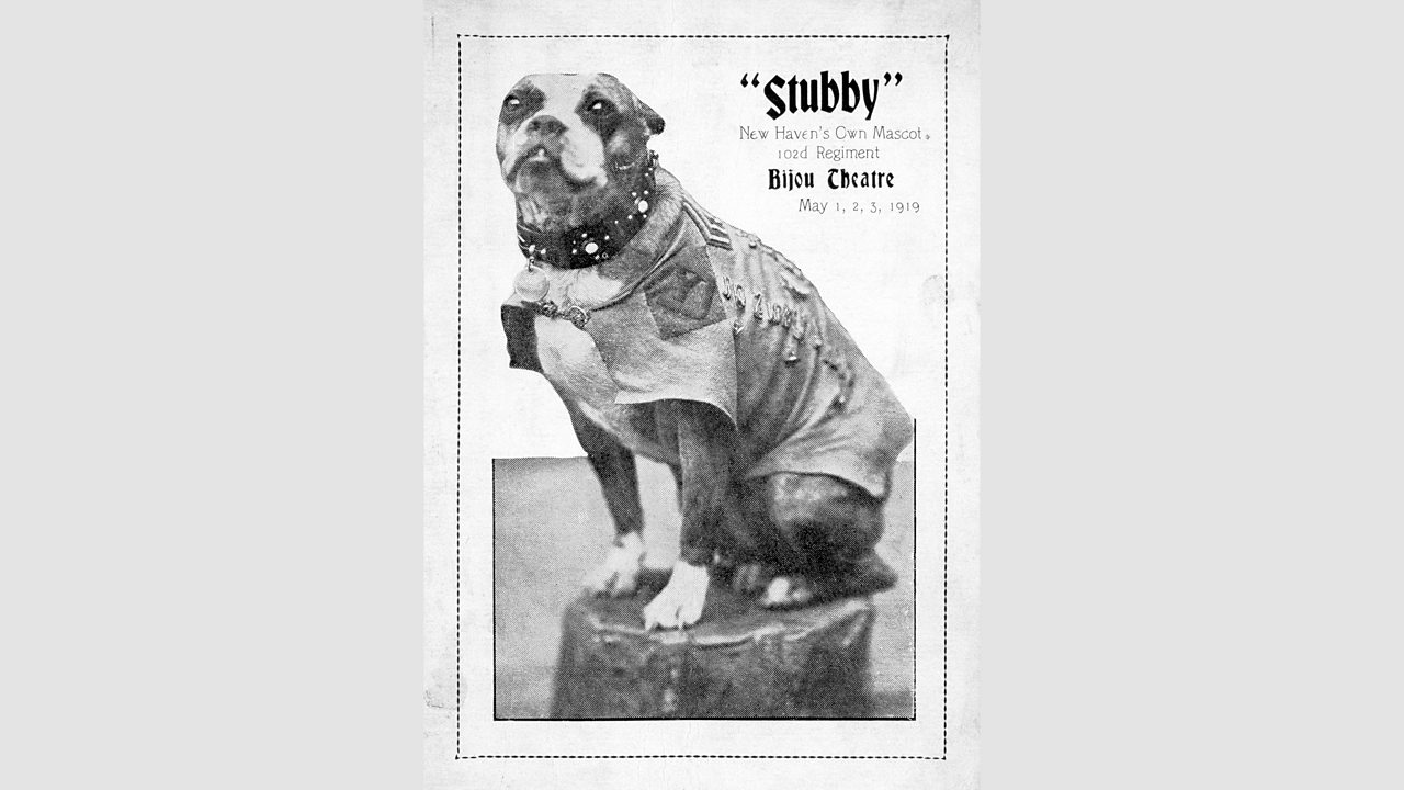 was sgt stubby a pitbull