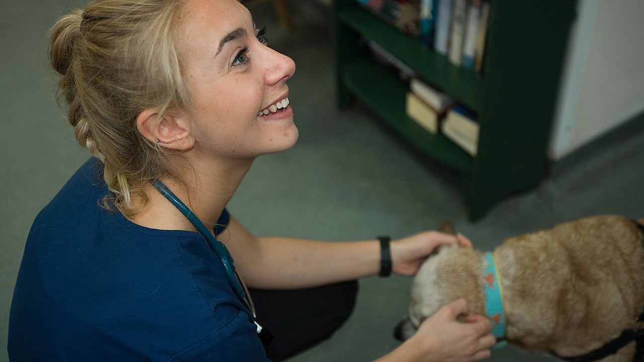 How to become a veterinary nurse: Kirstie's story - BBC Bitesize
