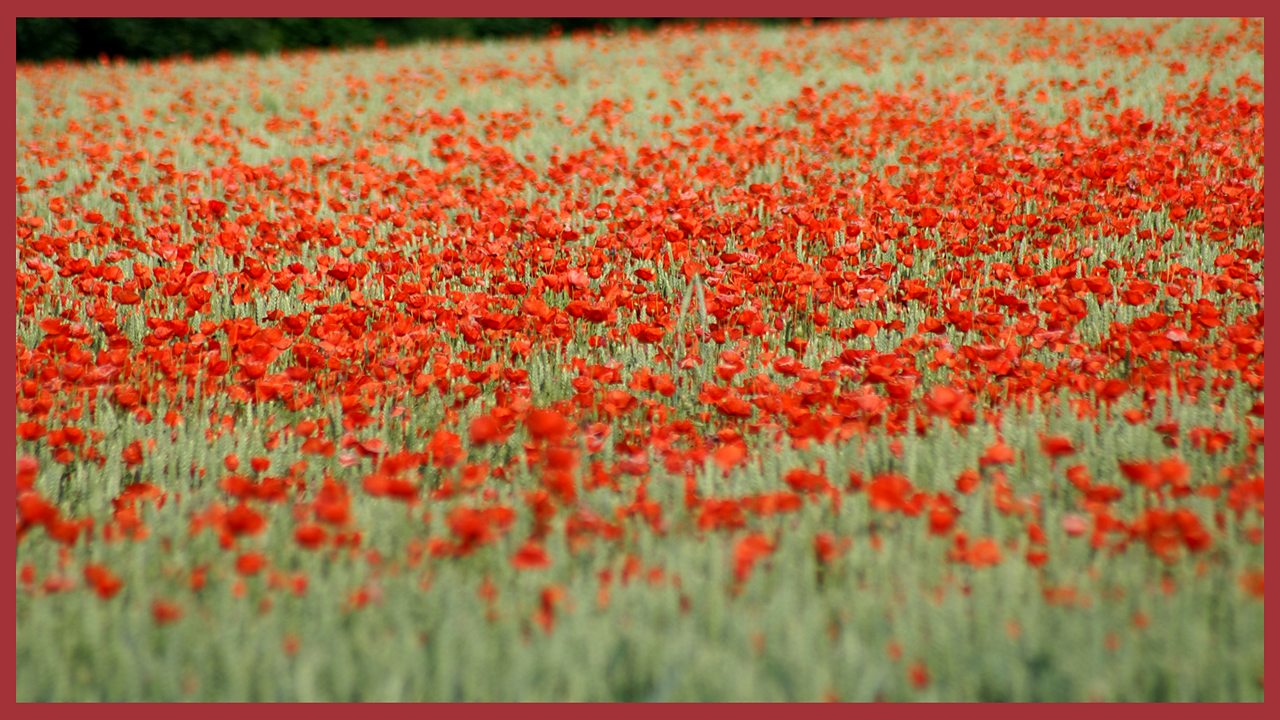 Remembrance day peace song