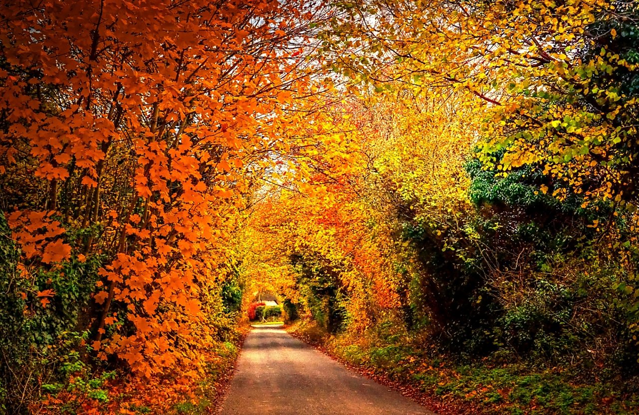 autumn trees