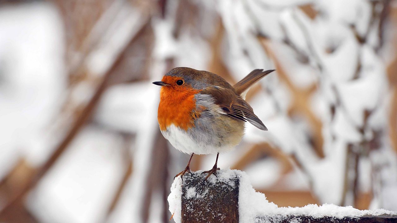 Watch again: Winterwatch Live Lesson 2019