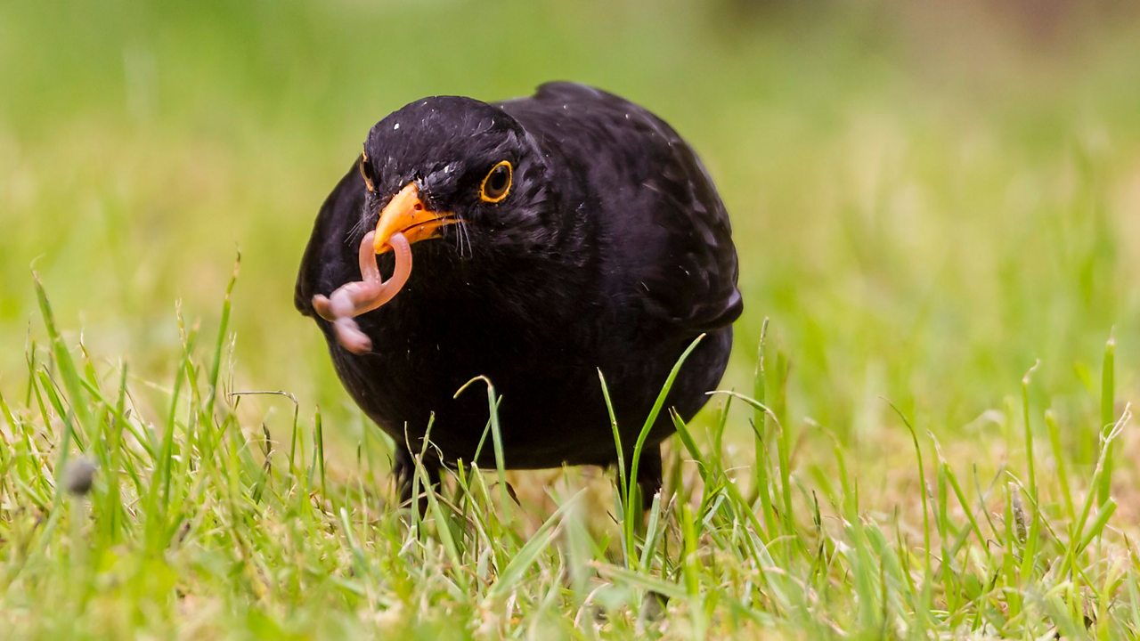 A blackbird eats a worm
