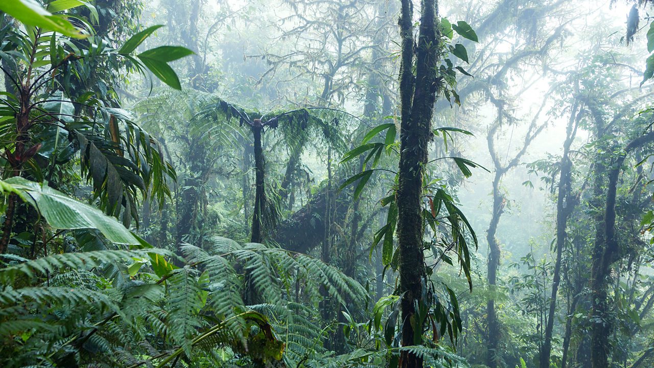 Rainforest biome