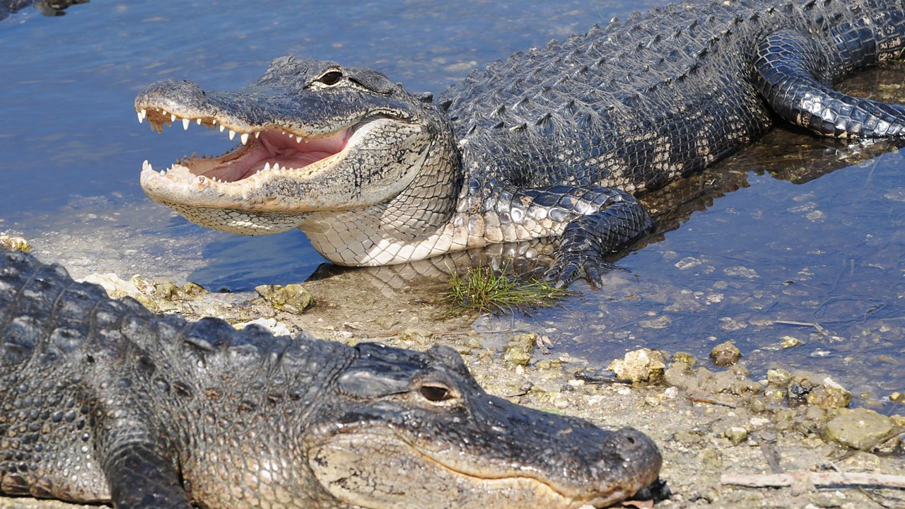 American crocodiles are one of the more common animals found in the Everglades.