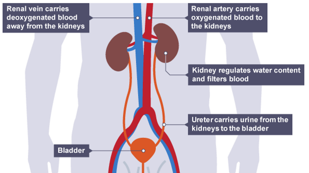 A potted history of the toilet BBC Bitesize
