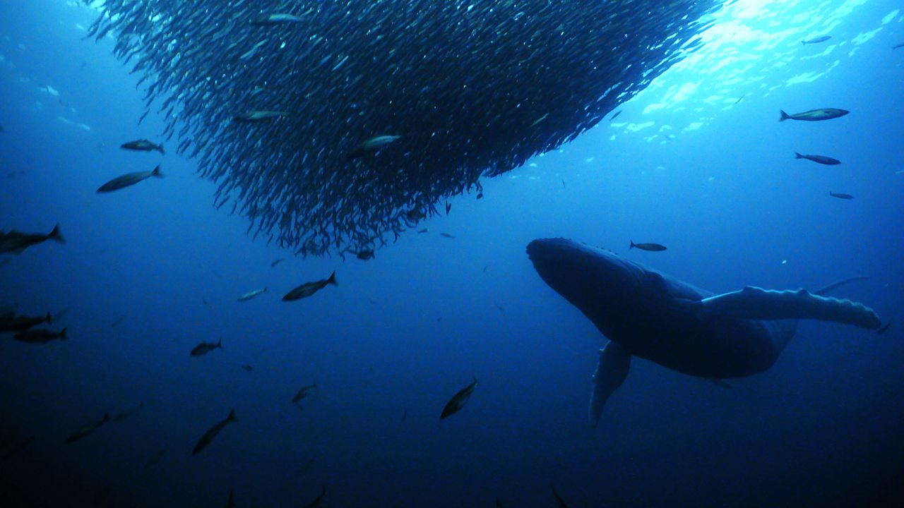 blue planet deep sea feminism fish