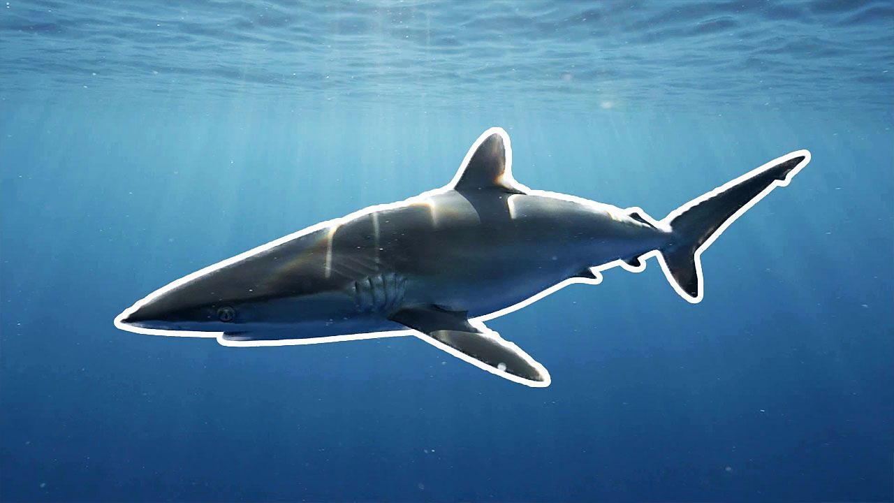The effects of industrial fishing on Silky Sharks