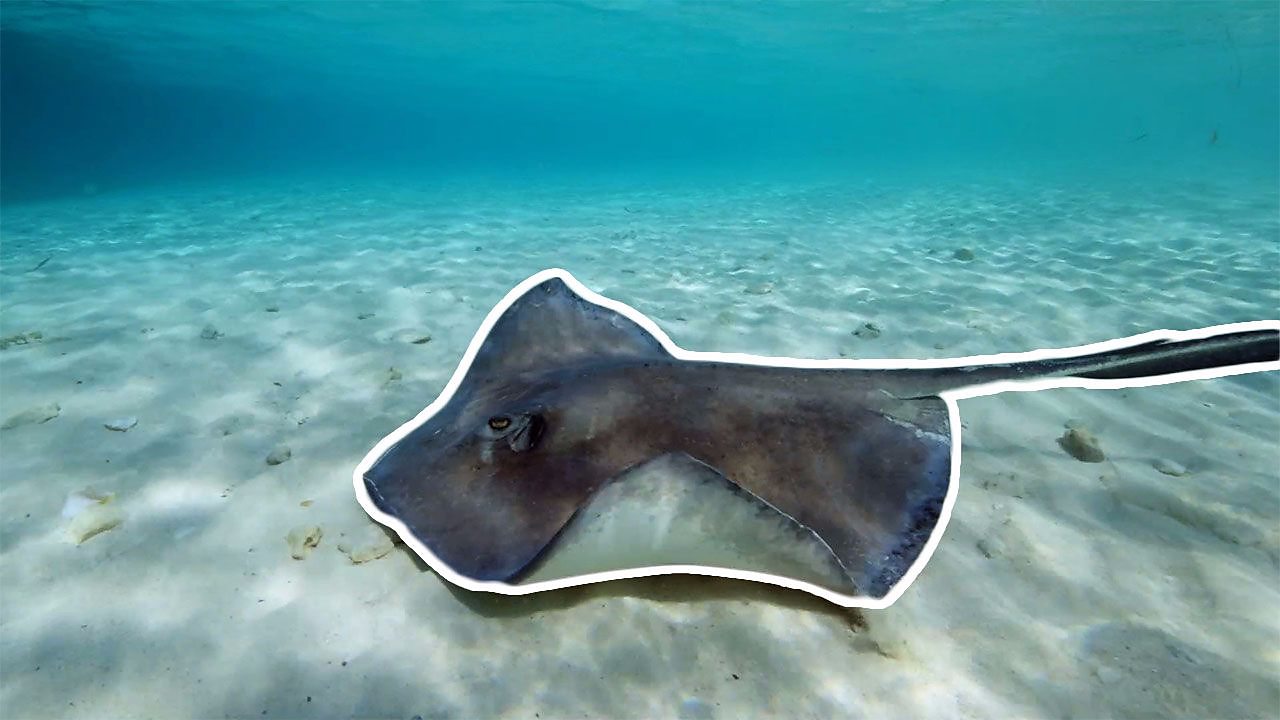 Protecting stingrays in the Bahamas