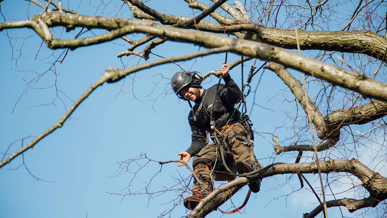 Daniel working up a tree.