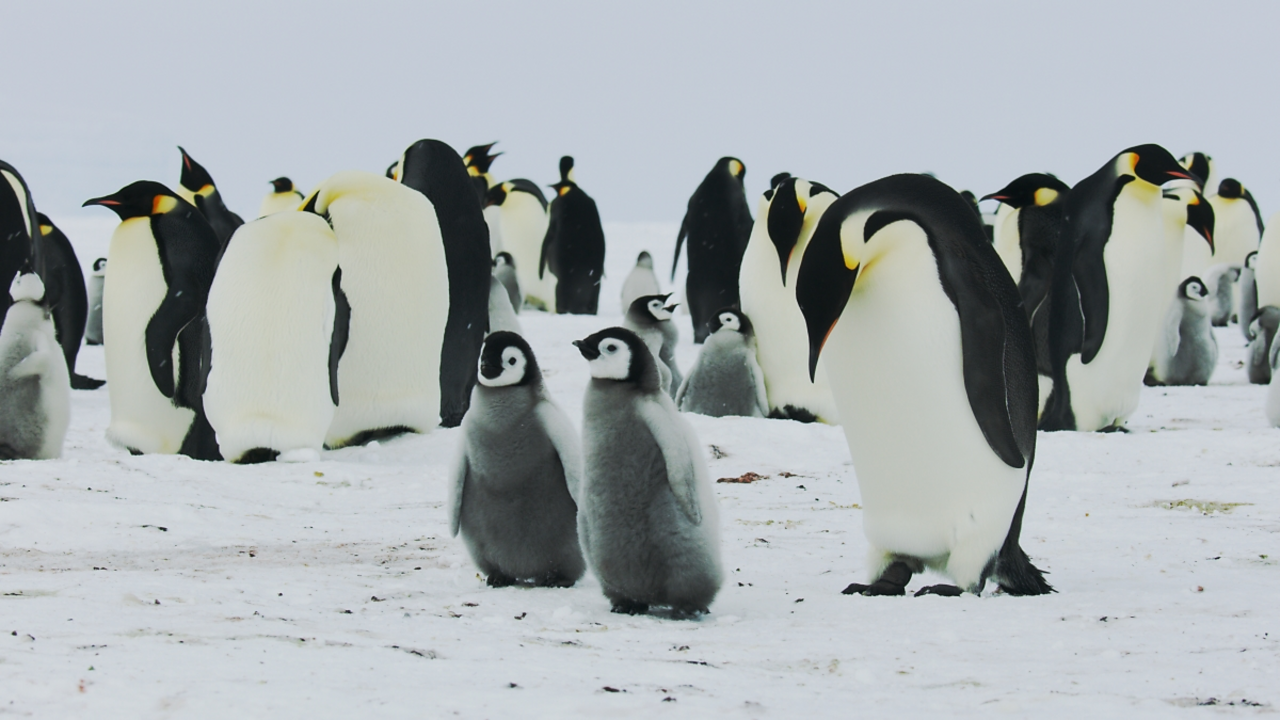 Emperor penguins