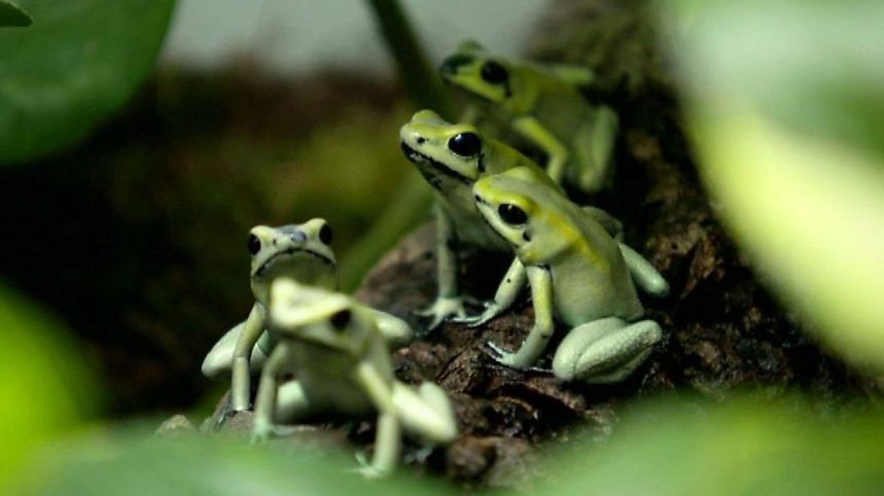 Could frogs go the way of the dinosaurs?
