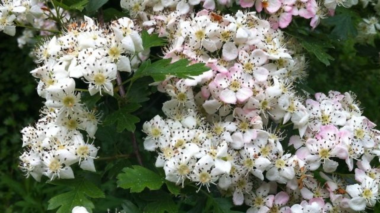 A close up of the hawthorn flower