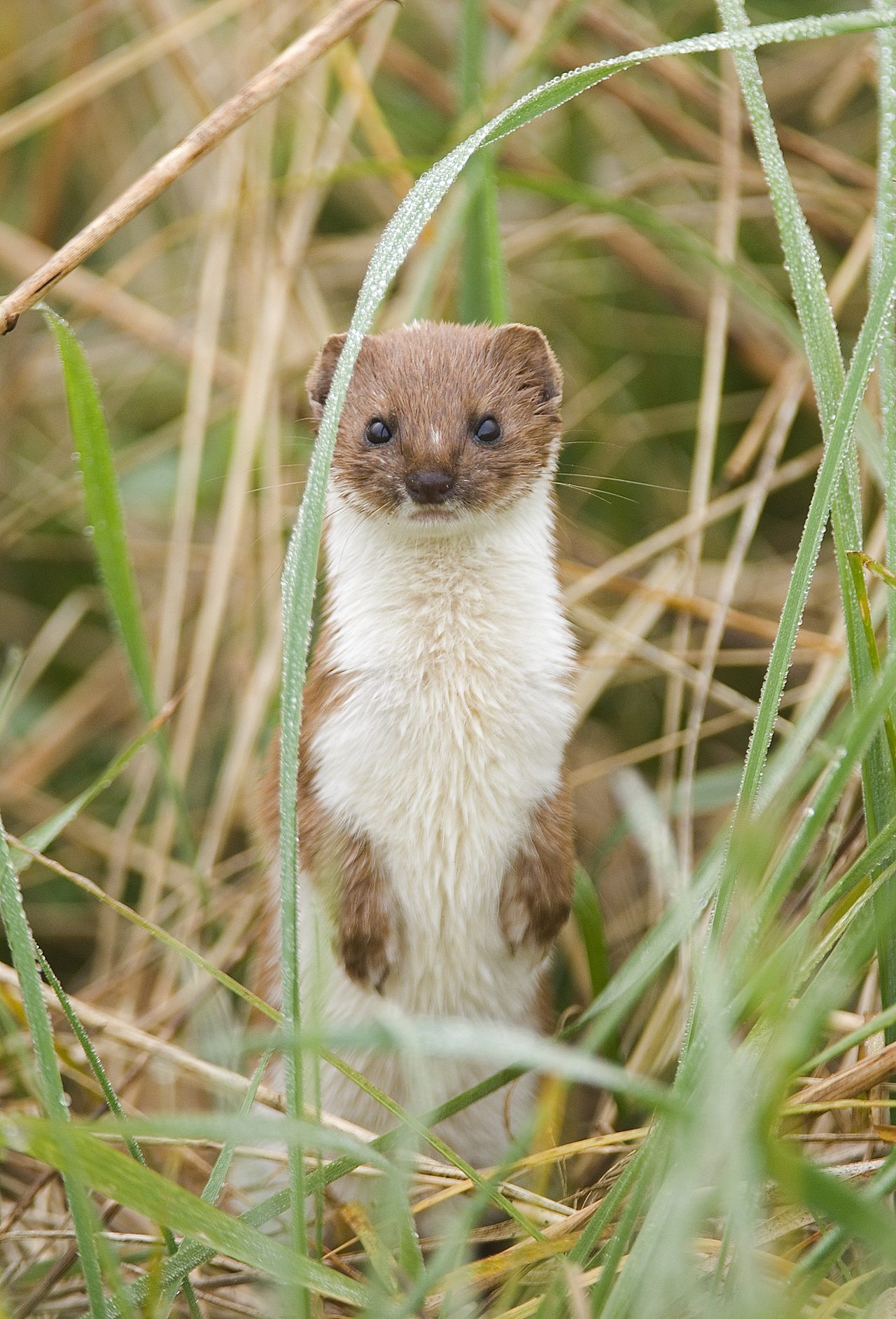 Weasel standing in grass