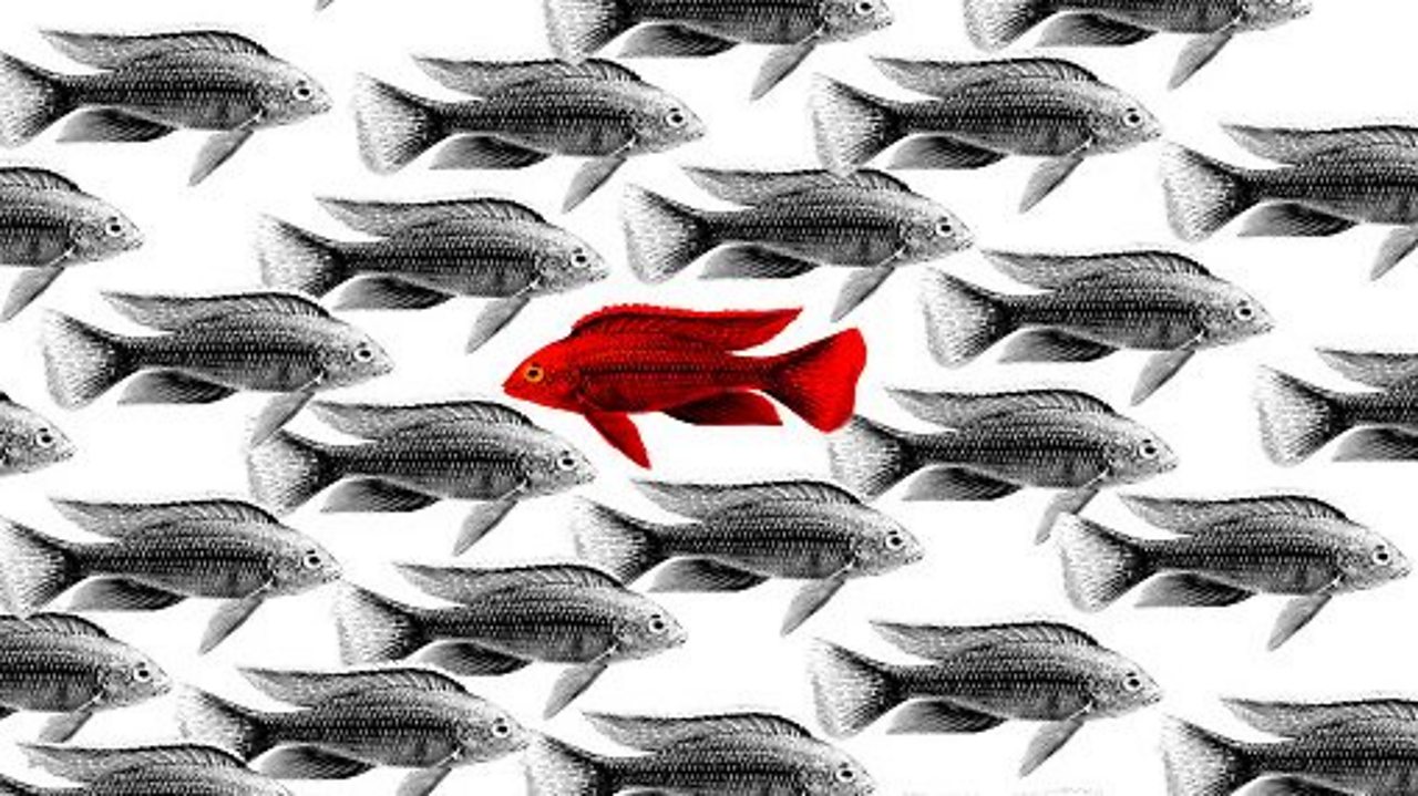 Goldfish swimming in opposite direction to other fish